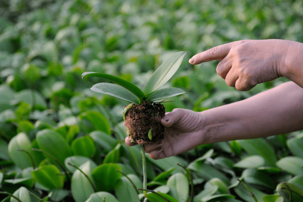 Topo 106 imagem como fazer muda de orquídea da folha br thptnganamst