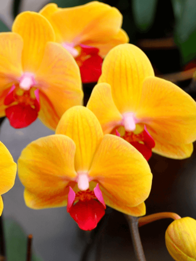 Orqu Deas Phalaenopsis Dicas Para Mant Las Saud Veis Jardim