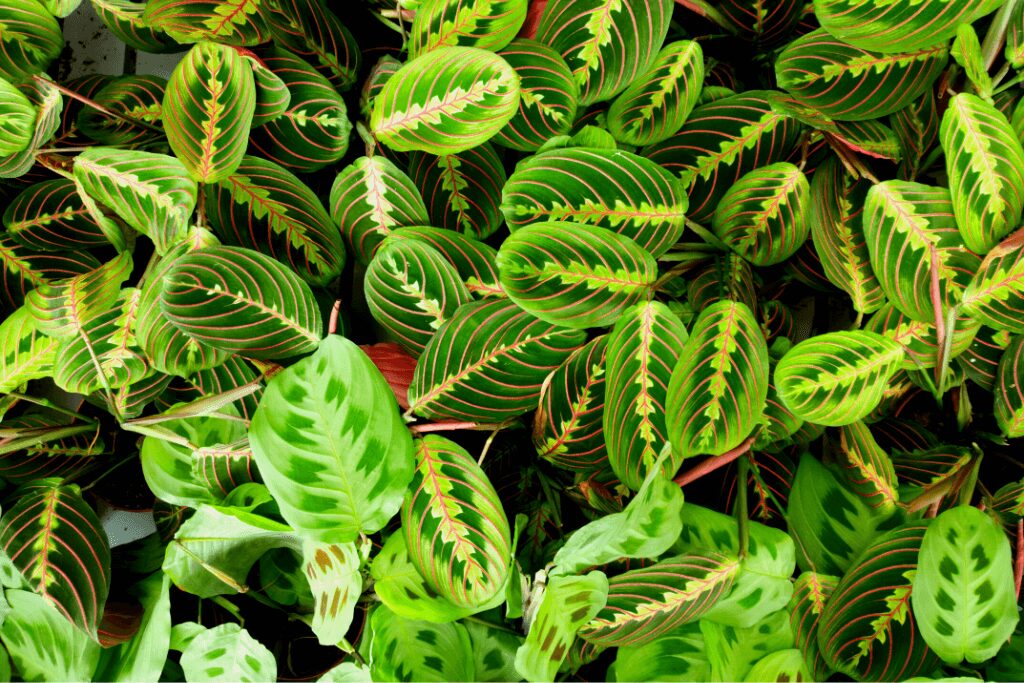 Maranta Leuconeura Como Cuidar Em Casa